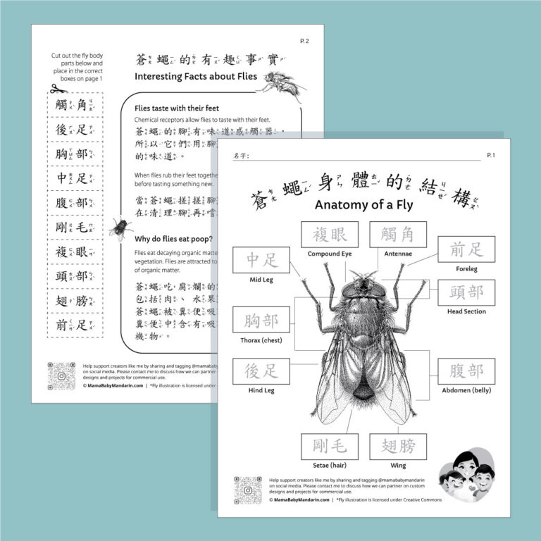 Free Fly Anatomy Worksheets in Bilingual English and Chinese